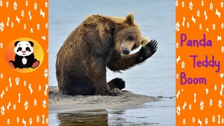 Funny BEAR 🐻🐾🤣| Panda Teddy Boom| 2020