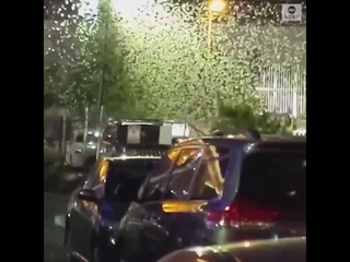 Grasshoppers swarm Vegas parking lot