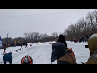 snow dogs