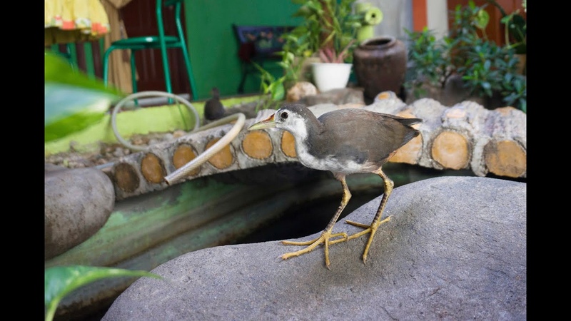 Feeding Worms To White Breasted Waterhen Birds, Kareo