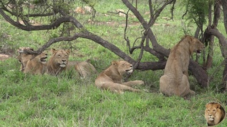 Meet 5 Playful Young Lion Brothers In Kruger National Park