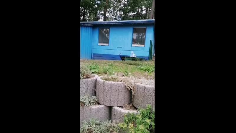 YouCut_20200703_233534659.mp4