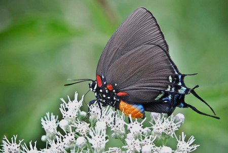 Маришка Соловей | Гранитное