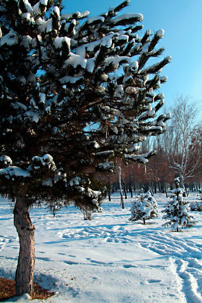 Ирина Бедросова-Козуб | 