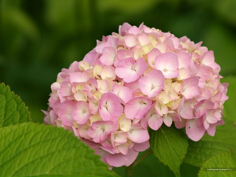 Марина Динисенко | Приазовское