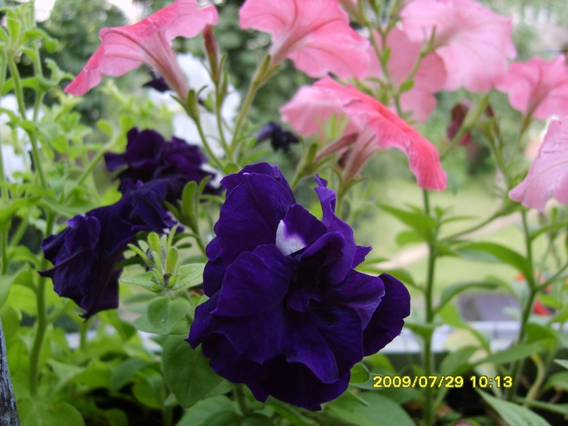 Анна Голубева | Минск