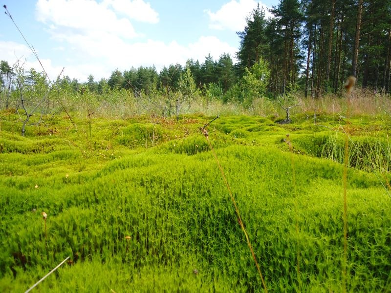 Екатерина Иванова | 