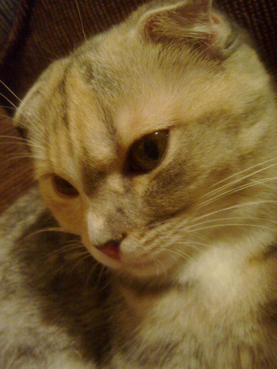 Елена Яковлева | Санкт-Петербург