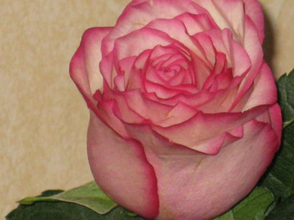 №12, Мария Григорьева, 34 года, Рославль №12, Мария Григорьева, 34 года, Рославль