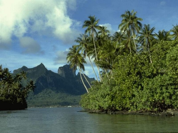 №80, Ирина Кощеева, 24.1.1979 №80, Ирина Кощеева, 24.1.1979