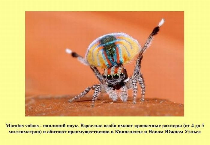 Олег Кравец Александрович | 