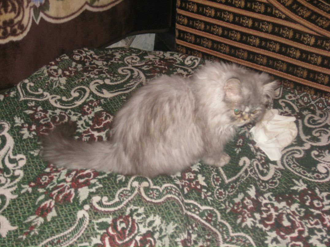 Александр Секисов | Санкт-Петербург