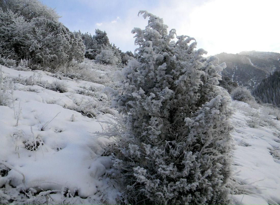 Паша Цветов | 