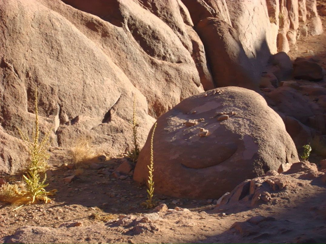 Анастасия Милюкова ★ aka лиса ★ | Москва