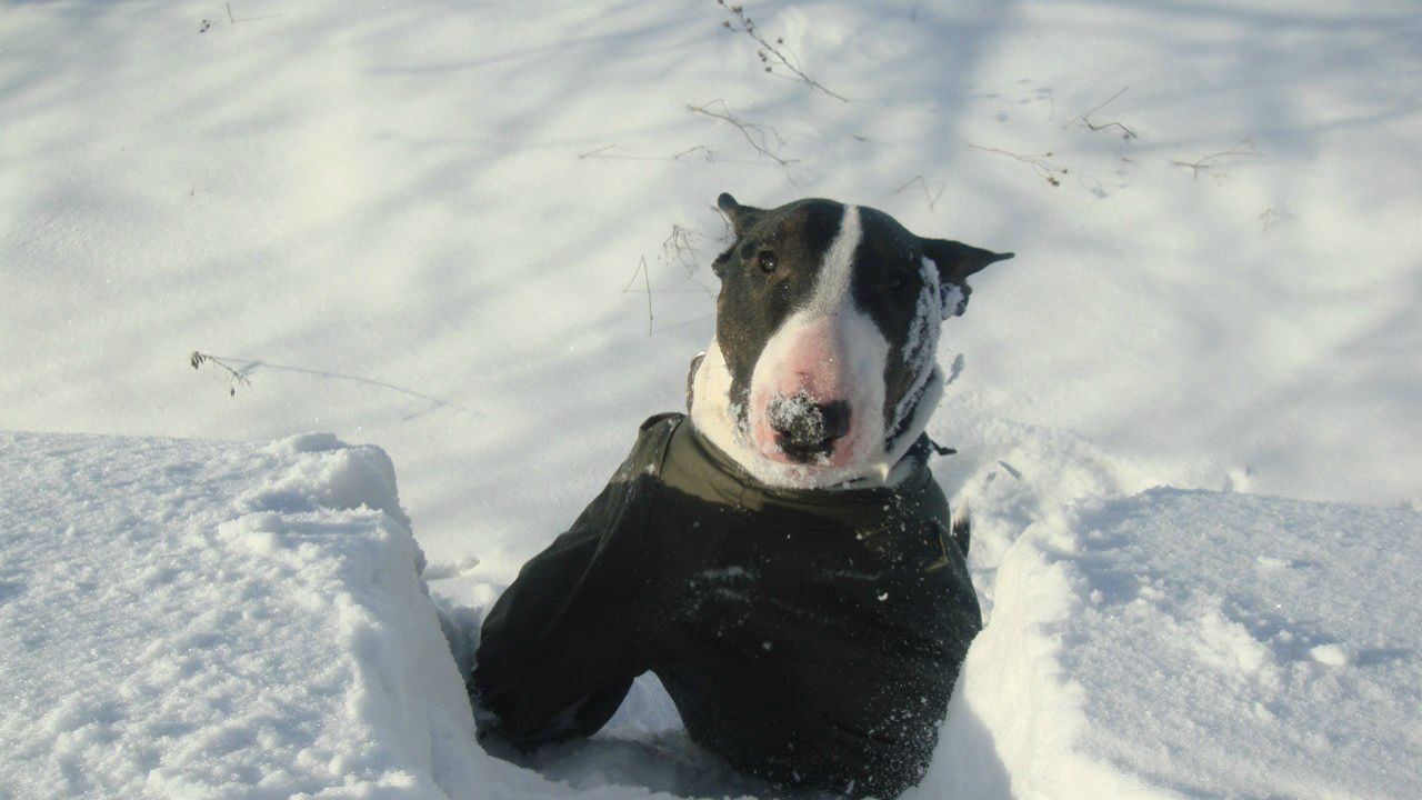 Венус Влайня | Санкт-Петербург