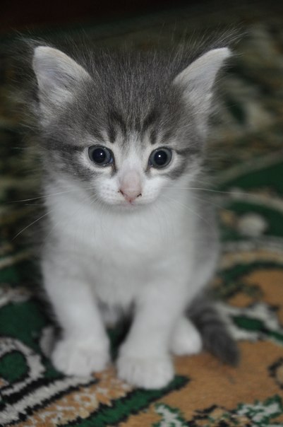 №51, Ксения Очкасова, 13.11.1996, Балашиха №51, Ксения Очкасова, 13.11.1996, Балашиха