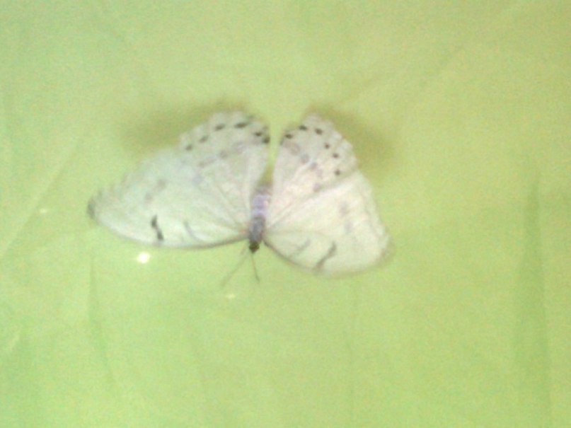 Алла Аракелова | Ессентуки