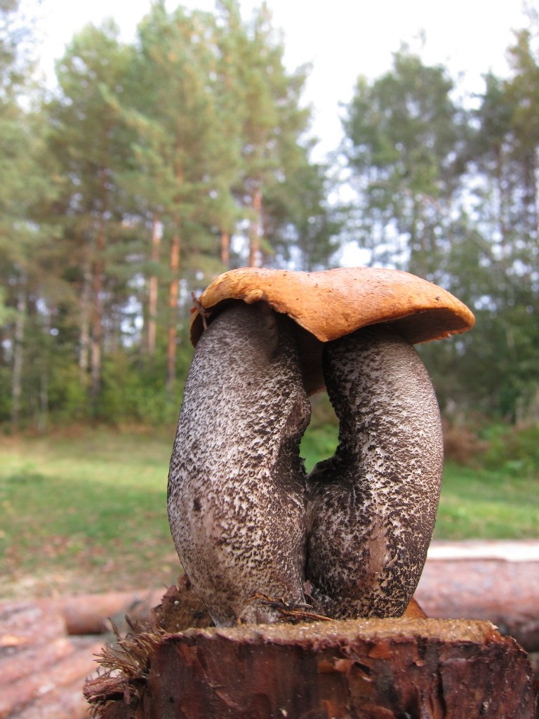 Сергей Владимирович | Москва