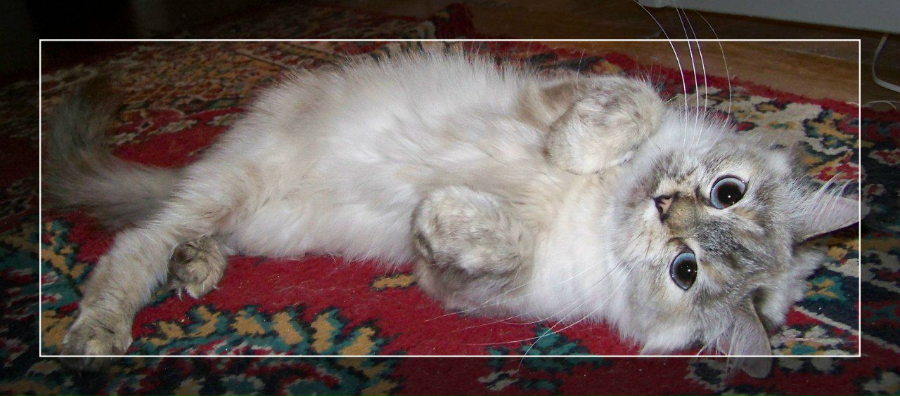 Вероника Нарывная | 