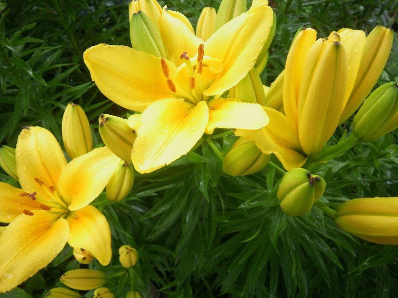 Лариса Мещерякова | Дорогобуж