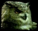 Фотография Night Bird