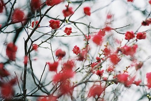 №61, Виктория Алиева, Кострома №61, Виктория Алиева, Кострома