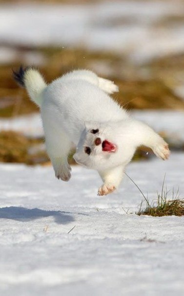 Алёна Горина | Санкт-Петербург