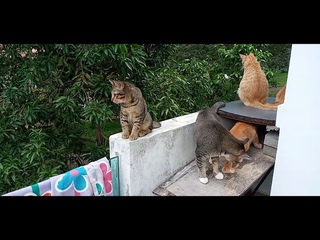 Today the cats are 873 days old , and the 3 Generation kittens are 393, and 245 and 119 days old