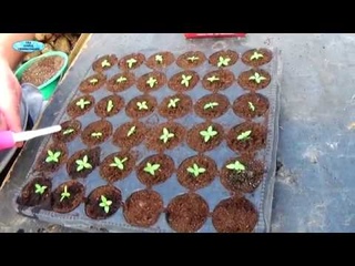 ЭУСТОМА-6 недель после посева, что нужно сделать.