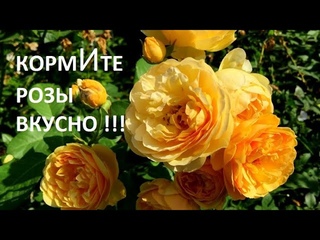ХОТИТЕ ЧТОБЫ РОЗЫ СНОВА  РОСКОШНО ЗАЦВЕЛИ ,  дайте им вкусно покушать.