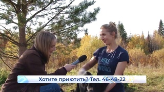 Черныш  Пристроим вместе