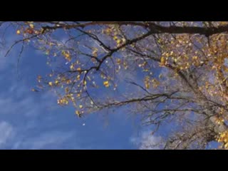 Лебединые пёрышки.