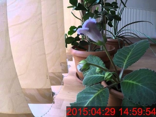 Gloxinia timelapse