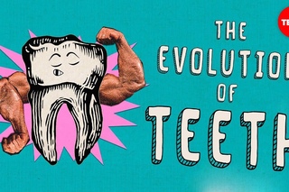 How did teeth evolve? - Peter S. Ungar