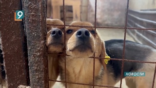 Собачья жизнь: открыт новый корпус пункта временной передержки животных