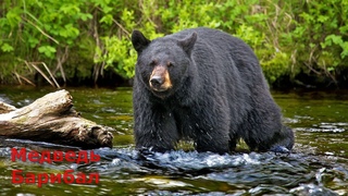 Животные Северной Америки / Animals of North America