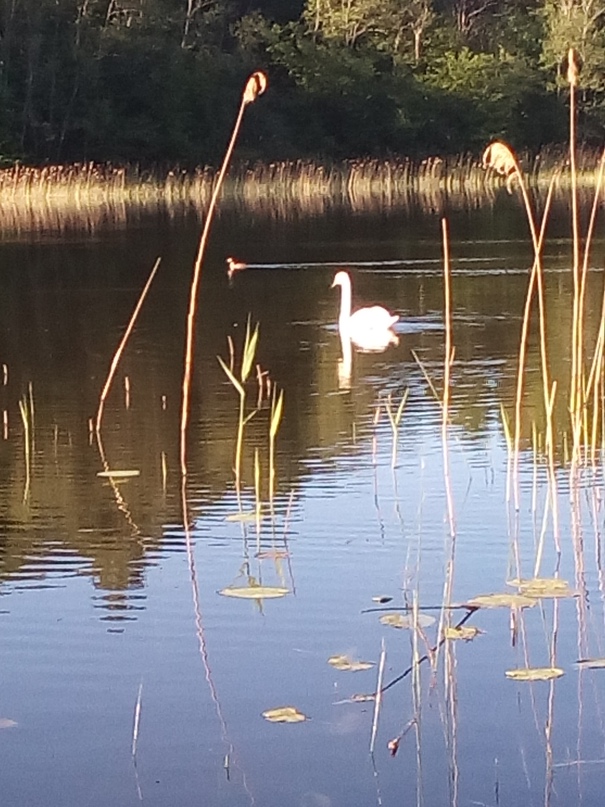 Александр Терещенко Михалыч | Ушачи