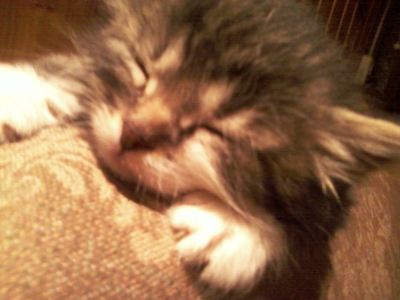 Елена Сапунова | Санкт-Петербург