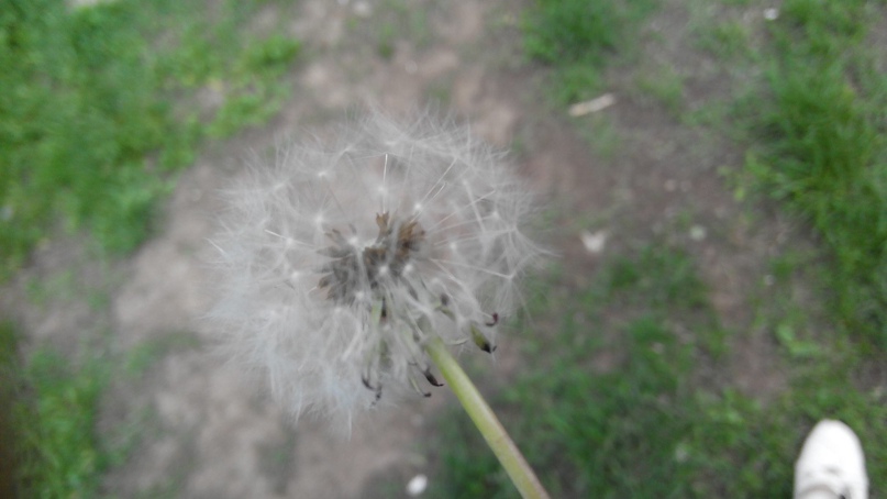 Елена Бардина | Полтава