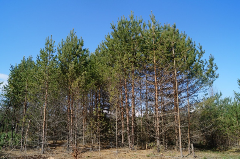 Татьяна Лукьянова | Псков