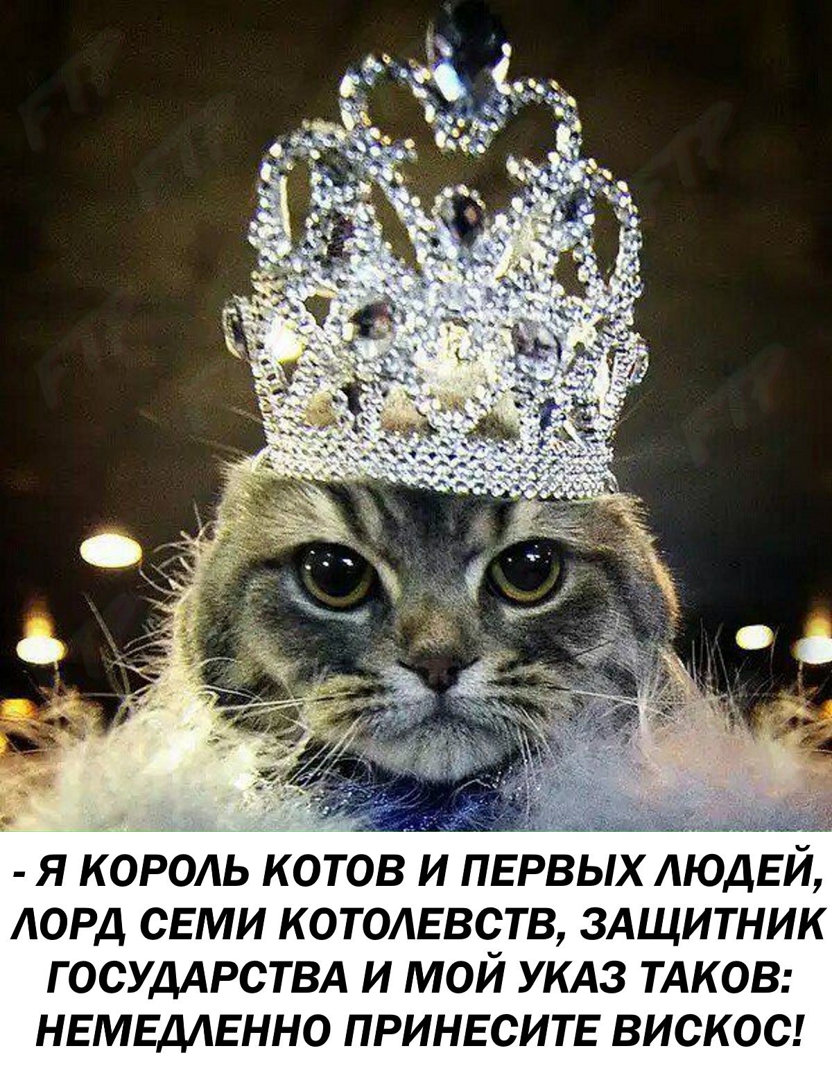 Кошка с короной на голове