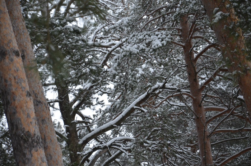 Елена Рагозина | Очер