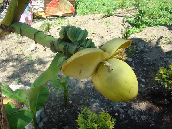 Светлана Меньшикова | Краснодар