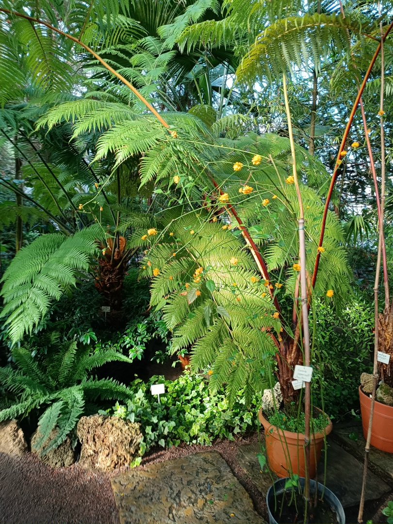 Немножко субтропиков телефоном Немножко субтропиков телефоном