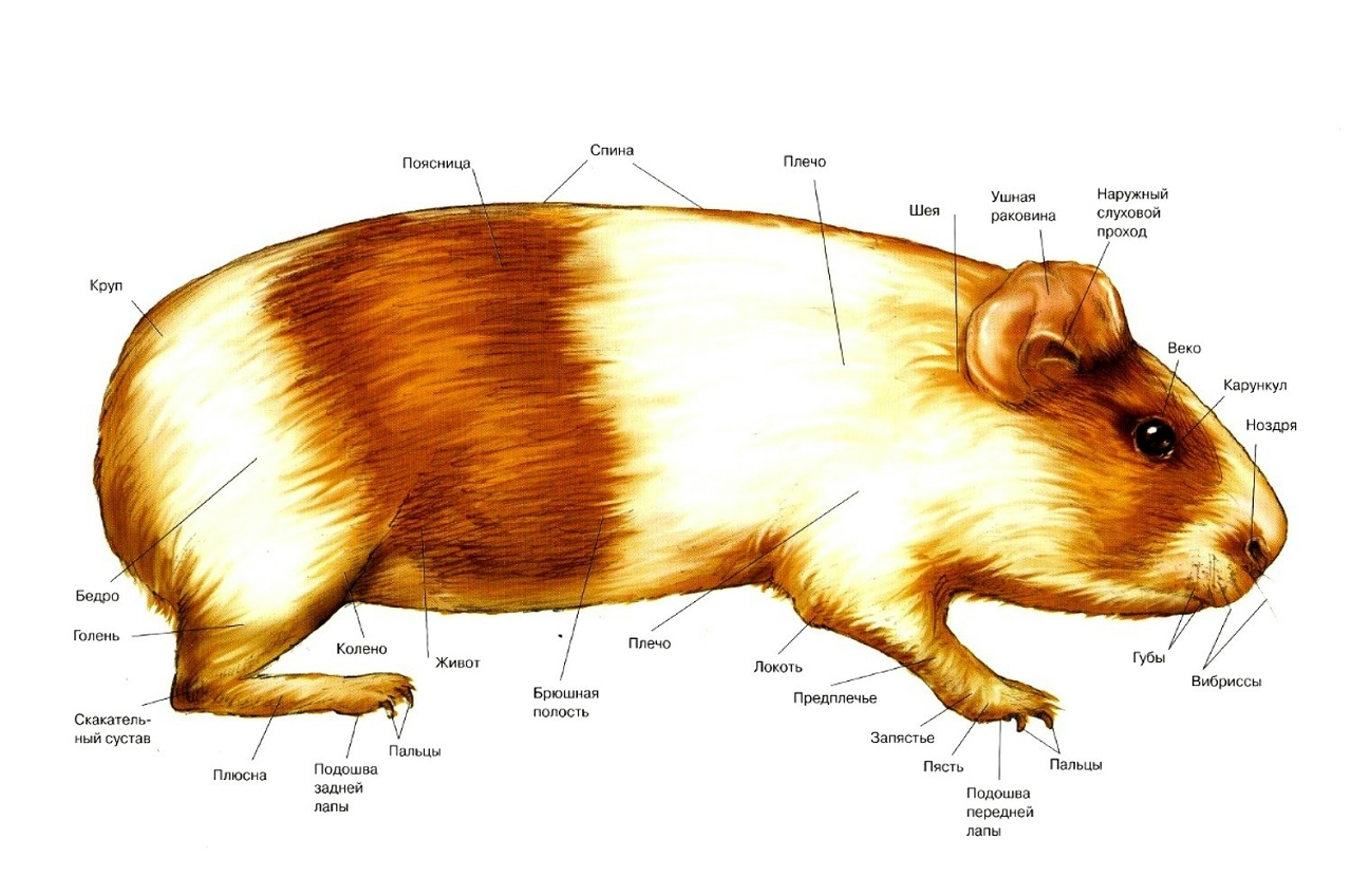 У морских свинок гладкая шерсть определяется рецессивным. Анатомия морской свинки скелет. Строение ткло морской свинки. Строение тела морской свинки органы. Строение морской свинки анатомия самца.