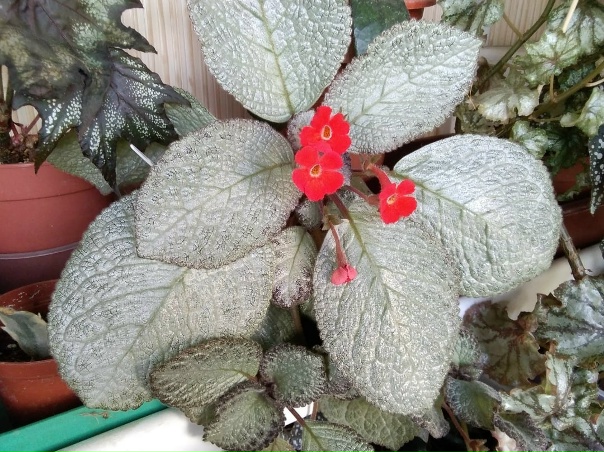 Эписции - хвастаемся растениями - Страница 2 - Форум цветоводов Фрау Флора