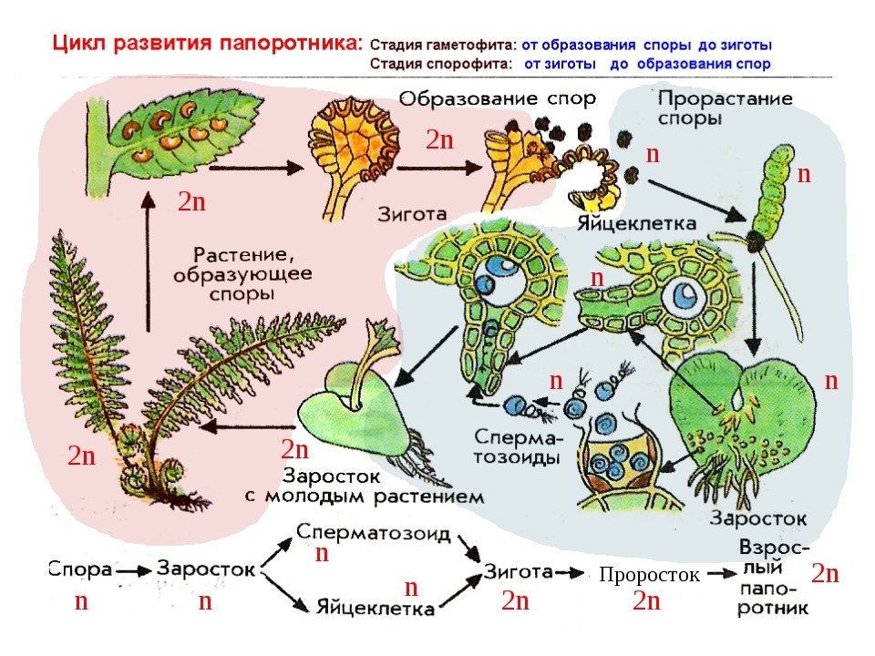 У какой водоросли преобладает спорофит. Цикл размножения папоротников. Цикл развития спорового растения схема. Схема цикл развития растений споровых растений. Цикл развития папоротника.