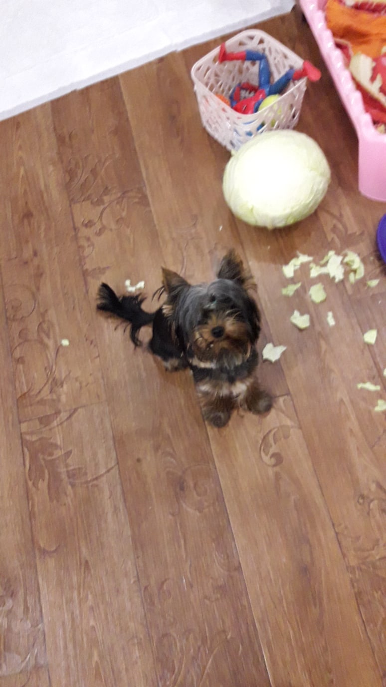 Ирина Щёкотова | Новочебоксарск