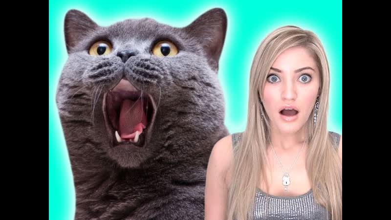 TALKING CAT Vlog University, 12, i
