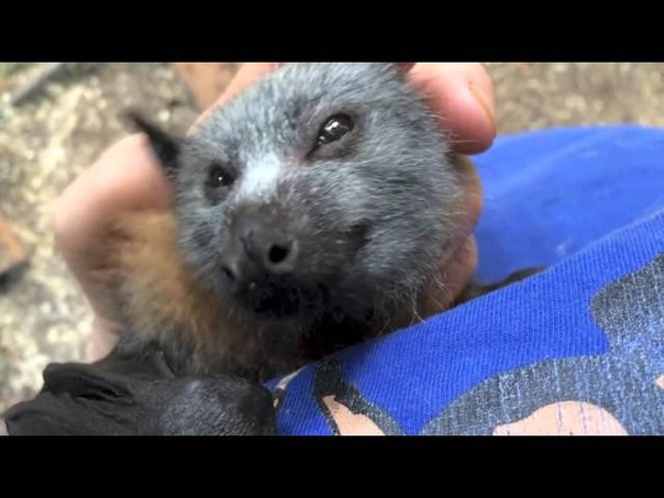 Juvenile bat squeaks while being